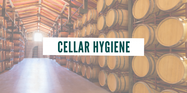 Cellar hygiene: What if the walls could help control the microbial balance ?